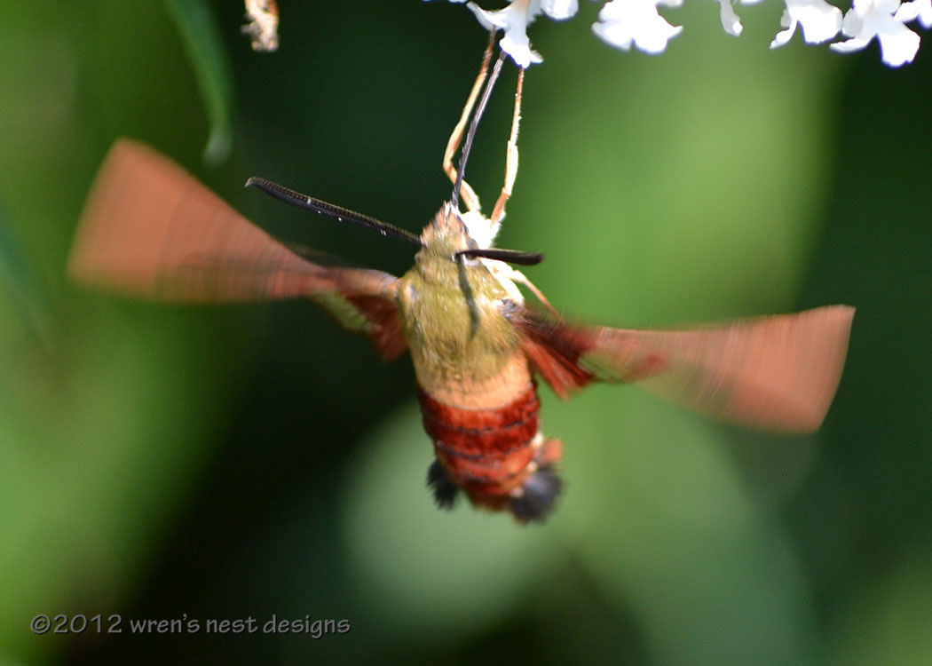 SEO Strategy for humming bird Algo